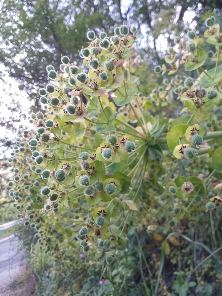 Tártago mediterráneo - Euphorbia characias