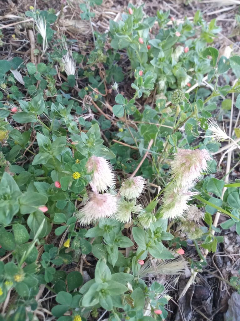 Trébol de piedra - trifolium arvense