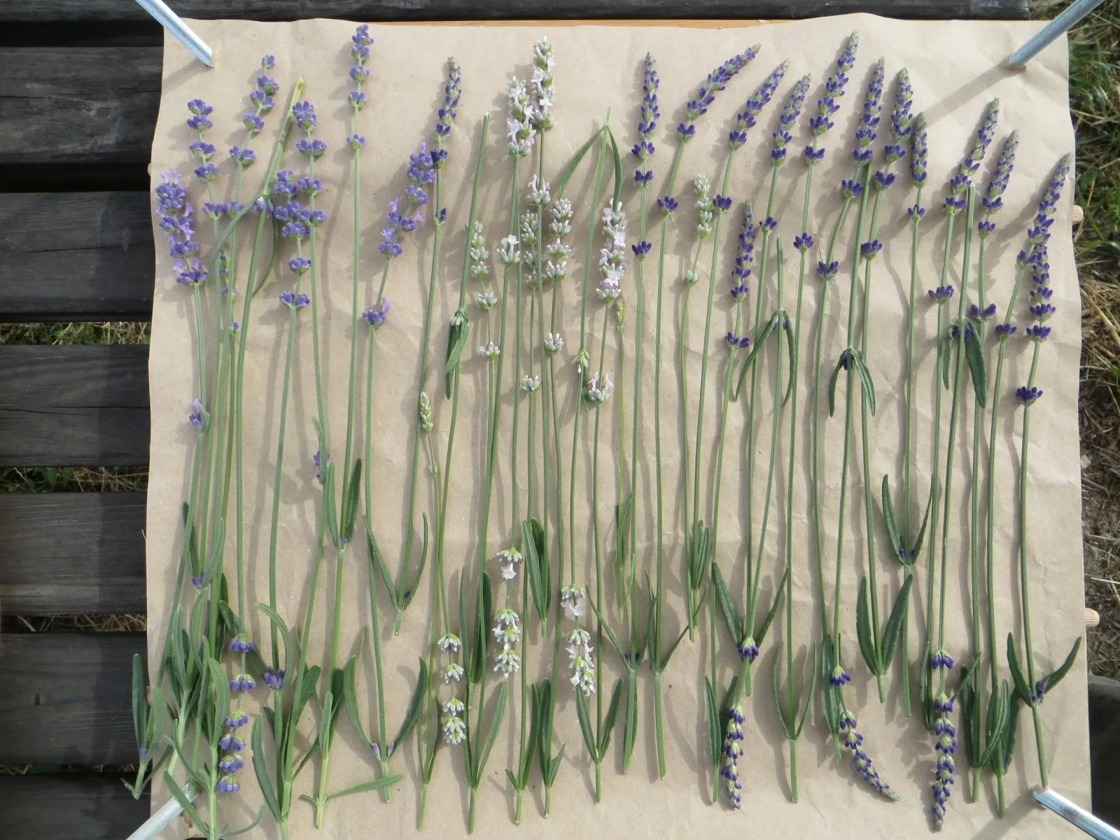 DIY lavender flower press