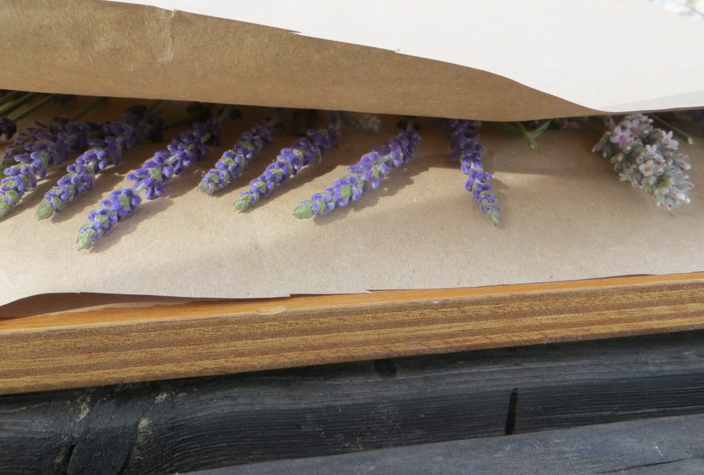 lavendel in een bloemenpers