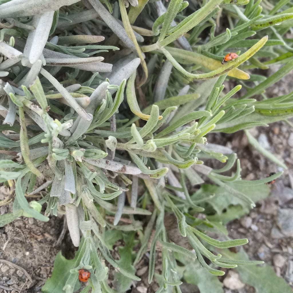 Lieveheersbeestjes in mijn ecologische lavendeltuin