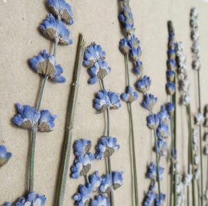 gepresste Blume essential.blue