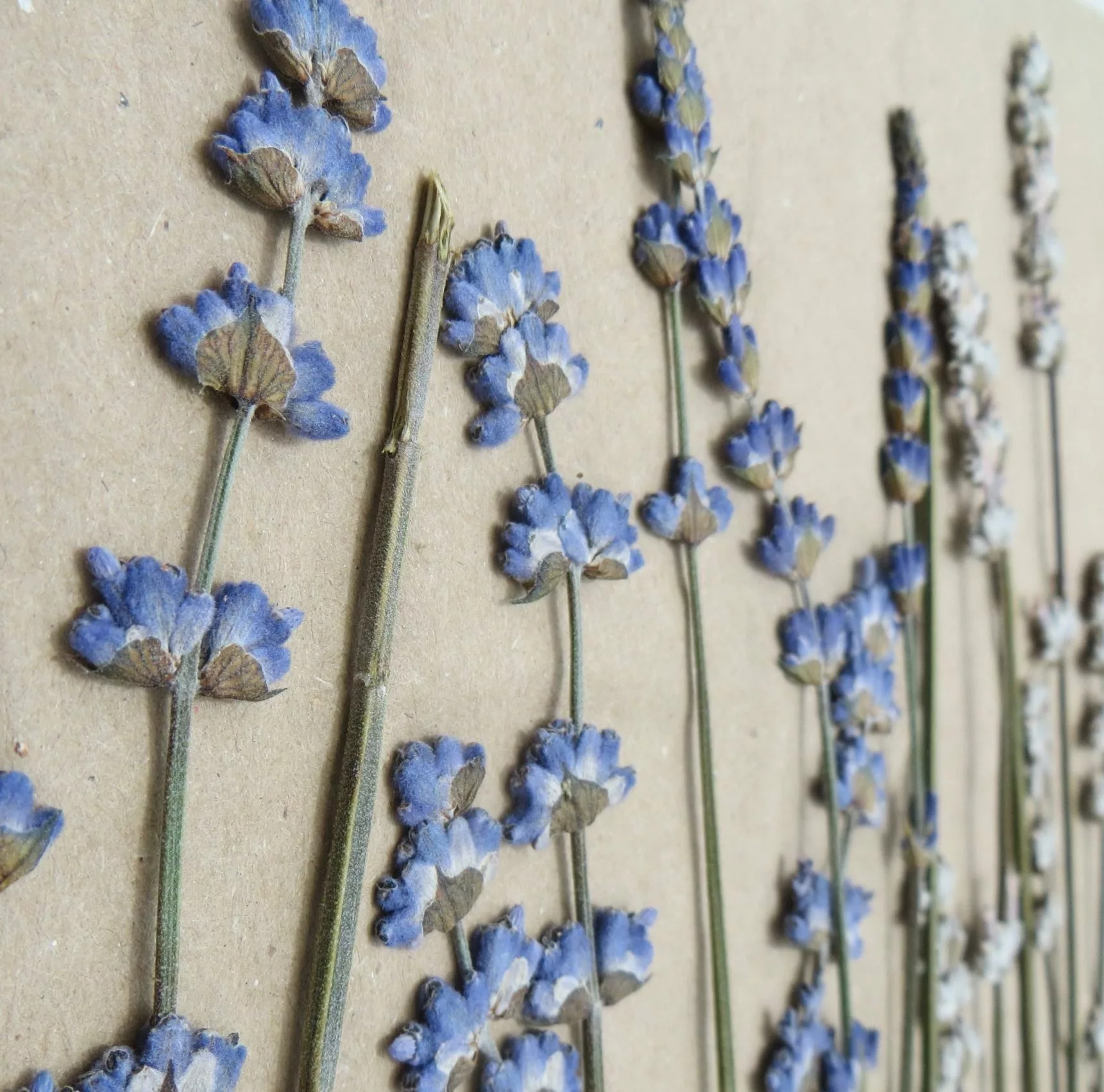 flores de lavanda prensadas - essential.blue