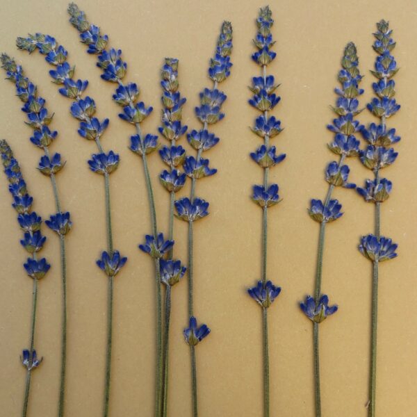 pressed lavender flowers