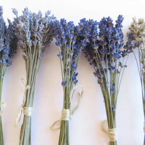 small lavender bunches in different colours