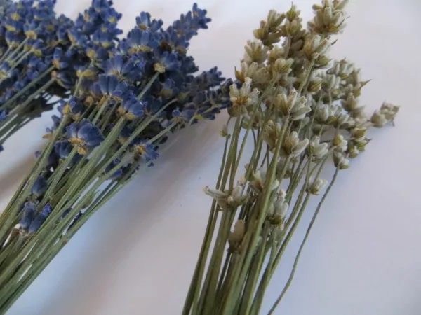 lavender bunches small 15 cm.