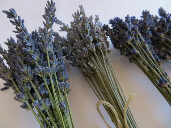 15 cm small lavender bunches
