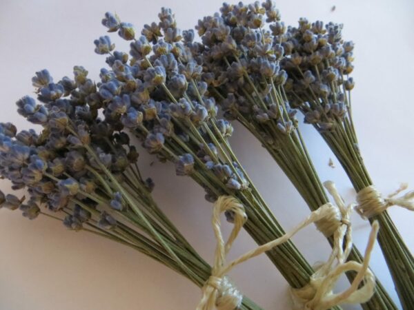 small lavender lilac bunches
