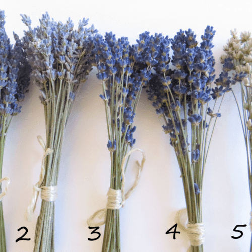 small bunches of lavender
