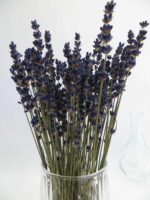 bouquet blue lavender