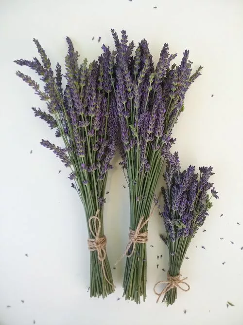 flores secas lavandin purple Essential.blue