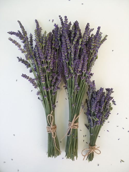 dried flowers lavandin purple