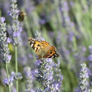 Schmetterling in der lavendelfarbenen Essential.blue