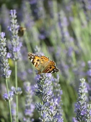 butterfly in the lavender Essential.blue