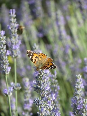 butterfly in the lavender Essential.blue