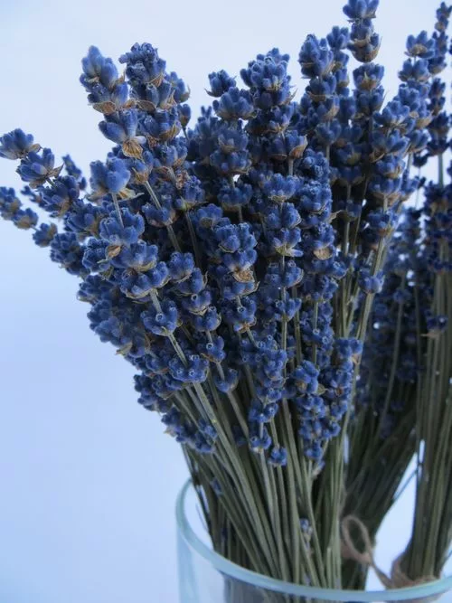 dark blue lavender - Essential.blue