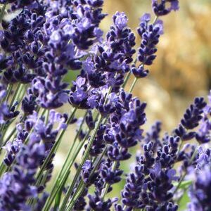 dark blue purple lavender Essential.blue