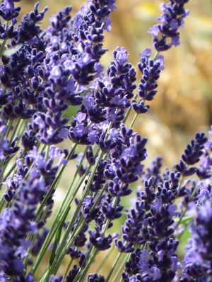dark blue purple lavender Essential.blue
