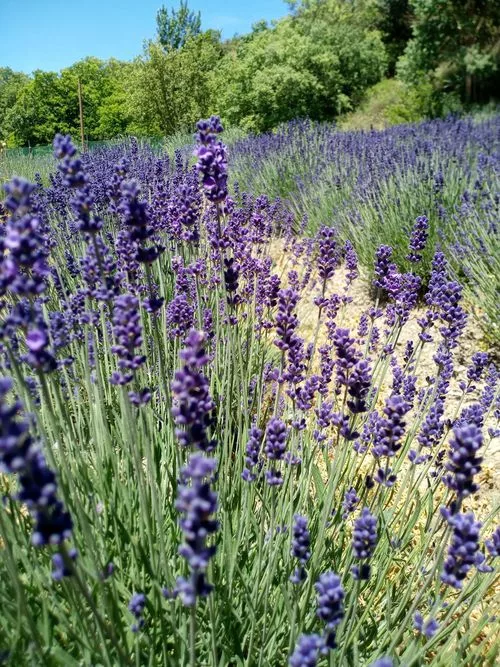 sustainable lavender