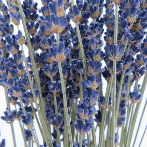 bouquet blue real lavender