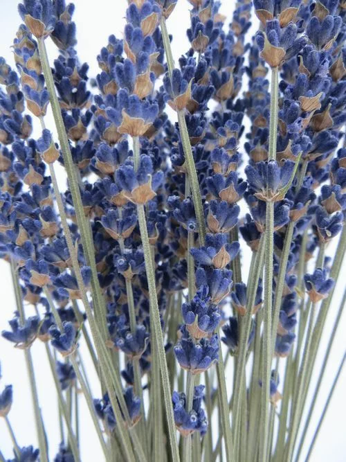 bouquet blue real lavender