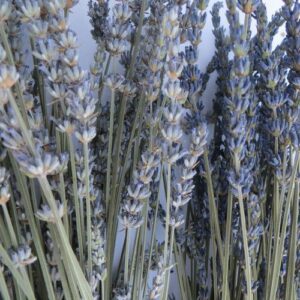 Large bunch of dried lavender Provence
