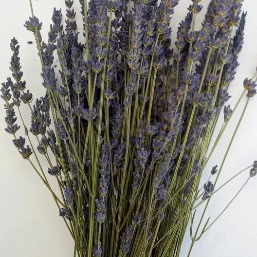 bouquet lavender lavandin heavenly scent