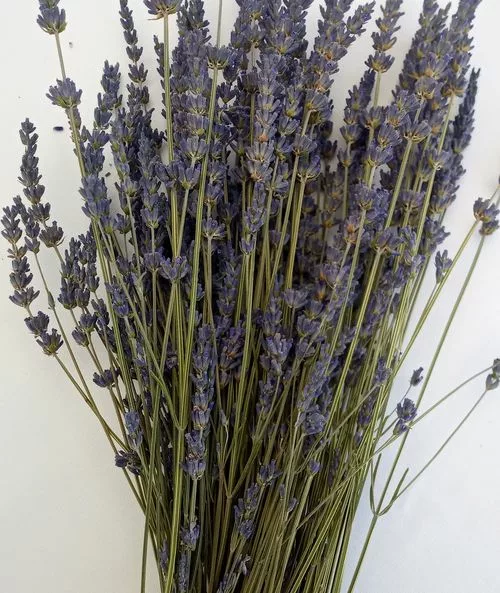 bouquet lavender lavandin heavenly scent