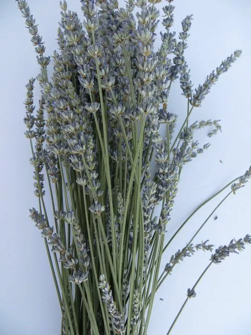 Large bunch of dried lavender Provence