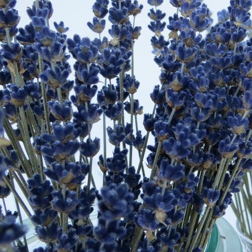 Beautiful dried bouquet dark blue lavender