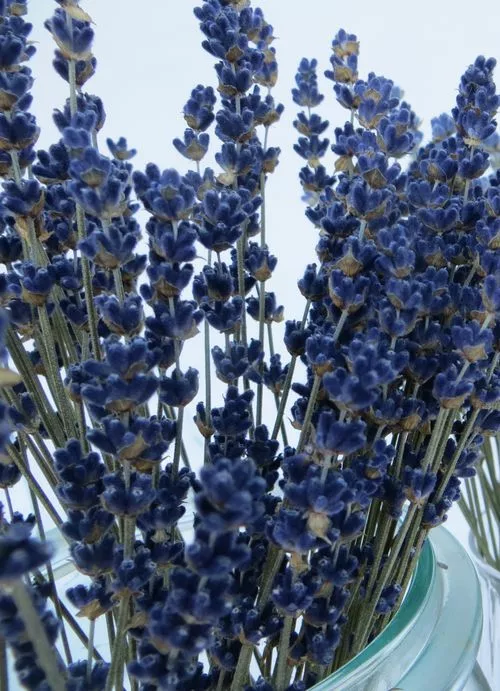 trocken blumenstraus dunkelblauer Lavendel Essential.blue