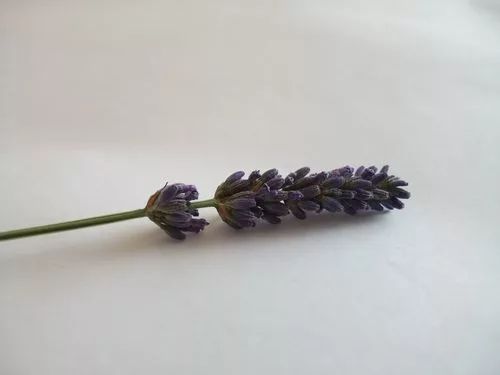 lavandin lavender flower