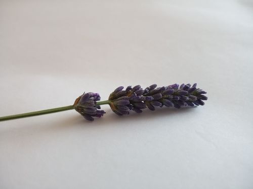 lavandin lavendel bloem