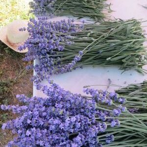 lavendel oogst 22 lila Essential.blue