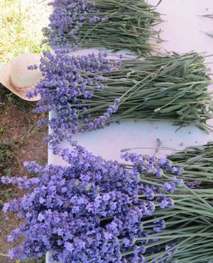 Lavendelernte 22 lilac Essential.blue _7461