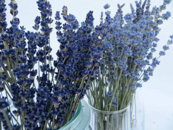 lavender bunches