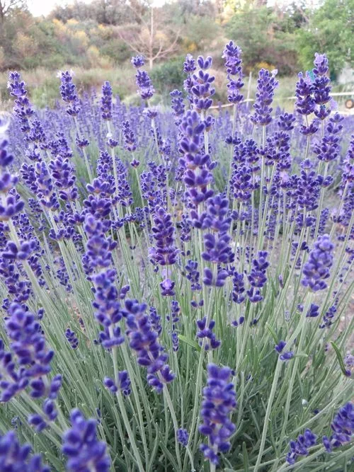 nachhaltiger Lavendel