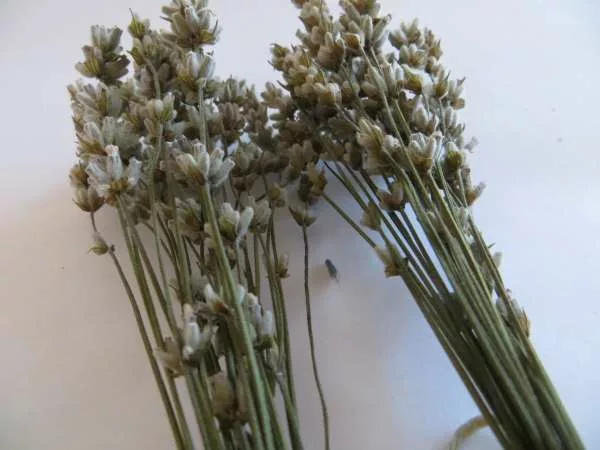 white small lavender bunches 15 cm