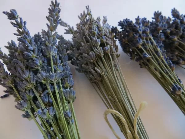 small lavender bunches in different colours