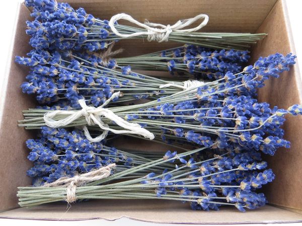 small lavender bunches in box - Essential.blue