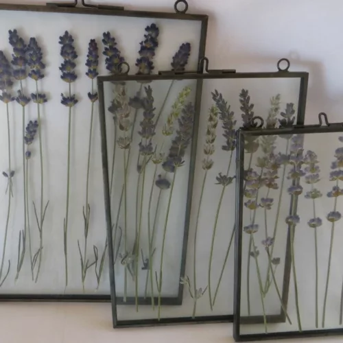Dried flowers in frame - Essential.blue
