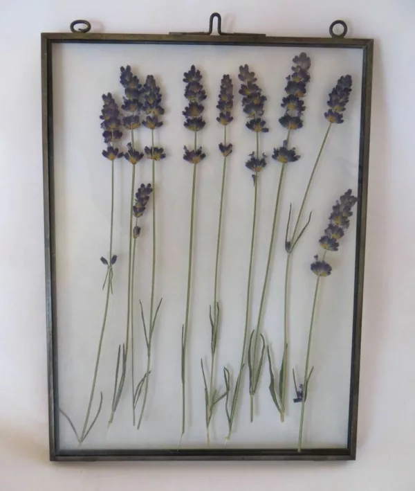 dark blue lavender between glass