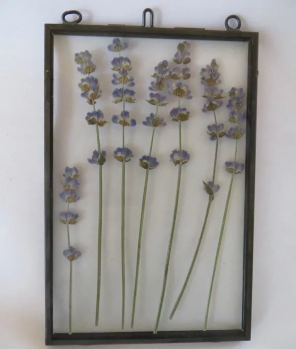 Dried flowers in frame lilac lavender