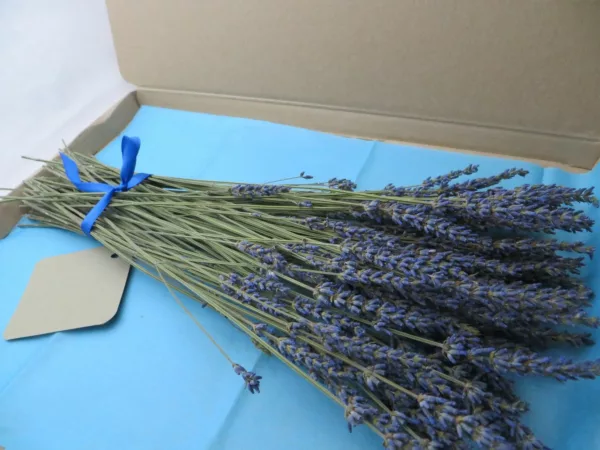 letterbox parcel lavender