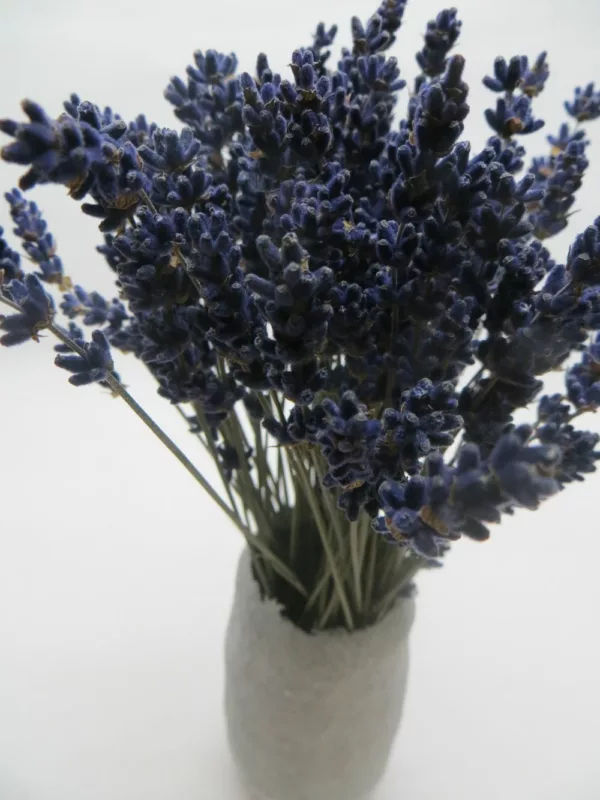 lavanda azul oscuro con florero