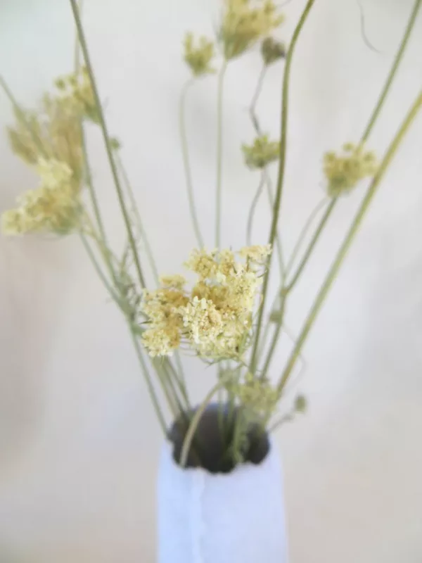 Queen Annes Lace wild flowers in vase