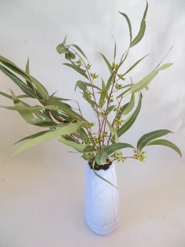 dried eucaliptus in vase