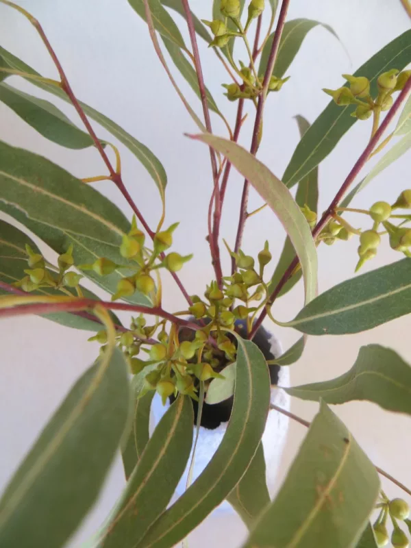 blühender Eucaliptus in Vase - Wildblumen