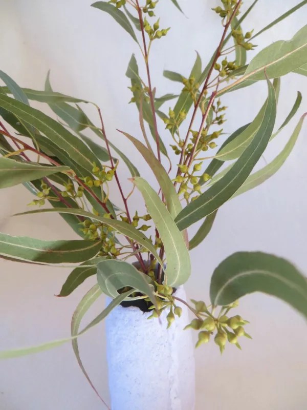 eucalyptus in vase