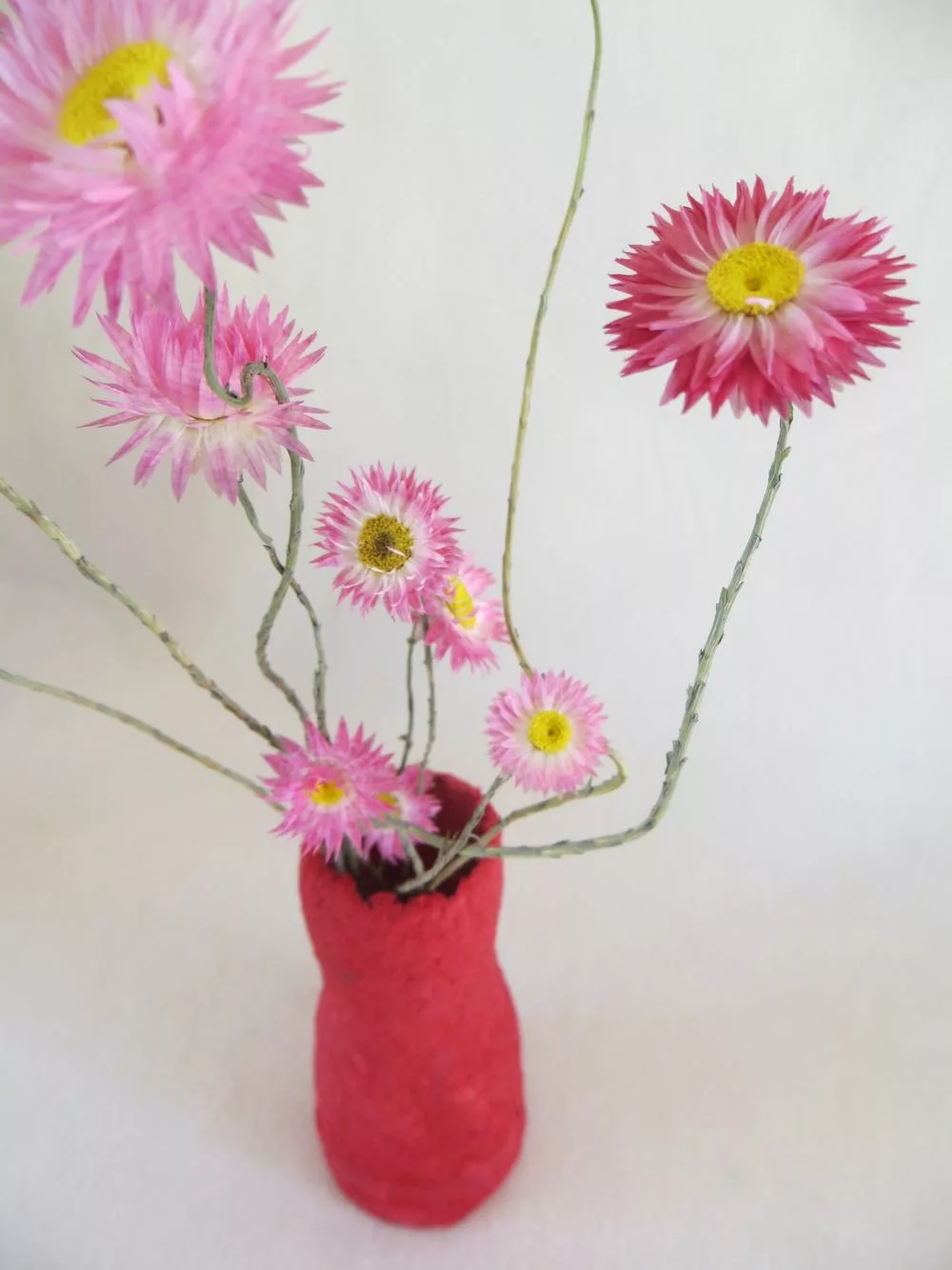 acroclinium roze droogbloemen in rode vaas